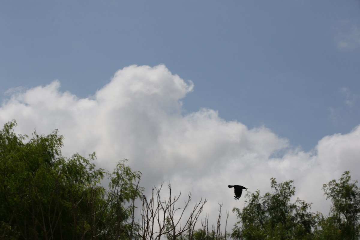 Tamaulipas Crow - ML356420841