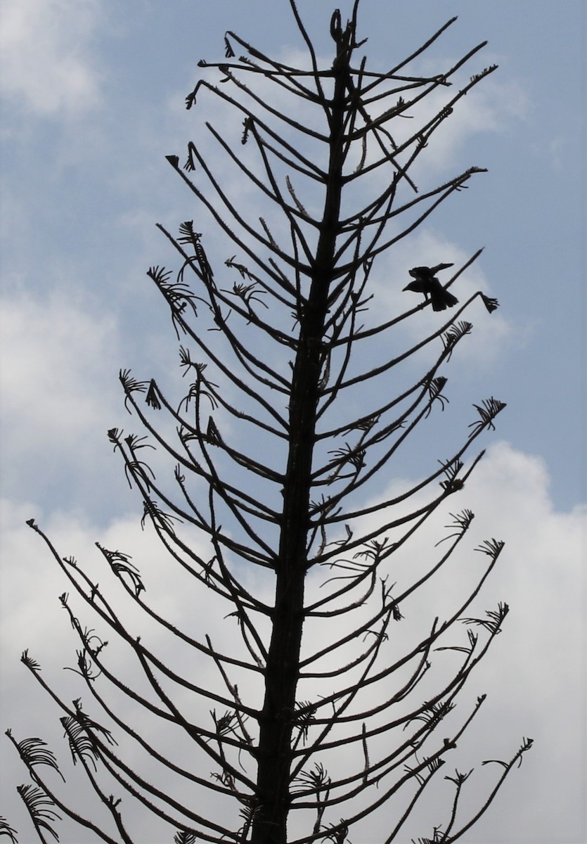 Tamaulipas Crow - ML356421001