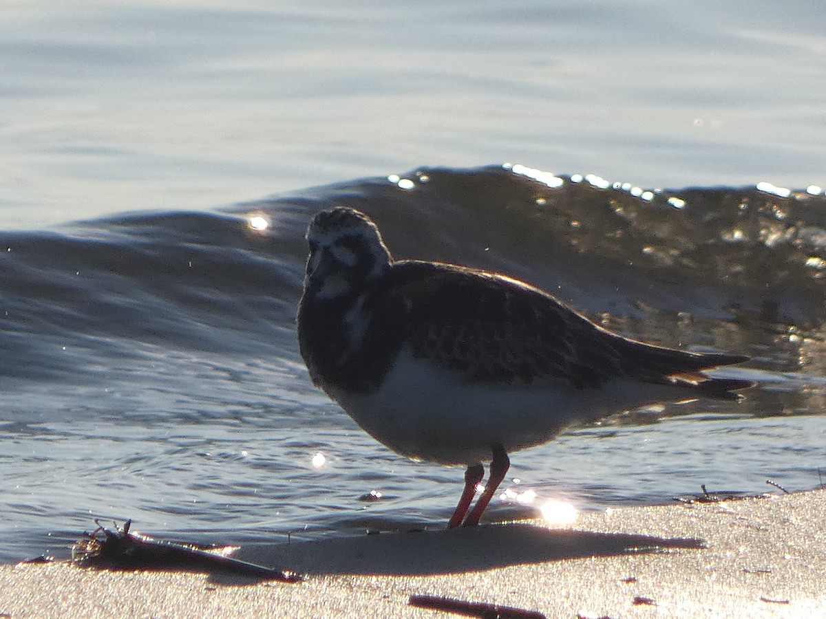 Ruddy Turnstone - Jay Heiny-Robbie