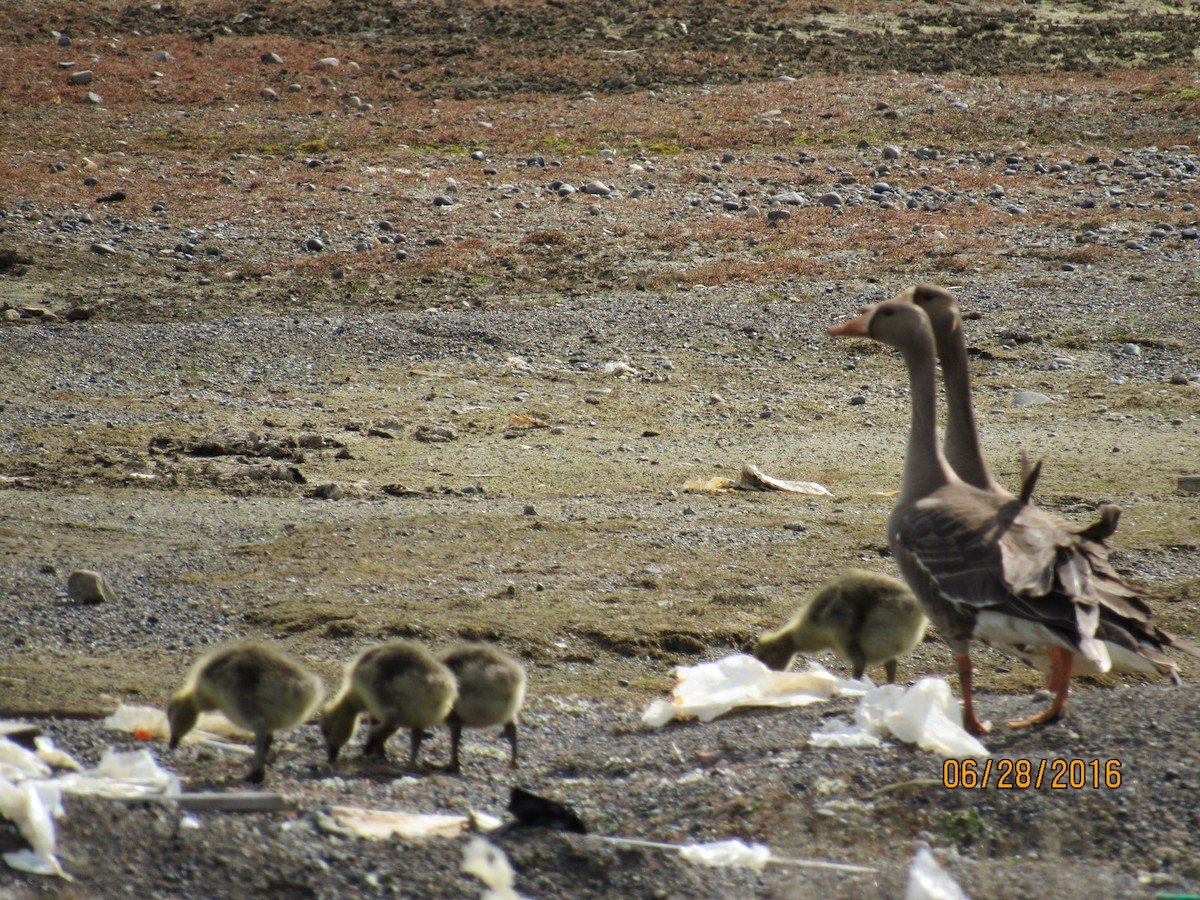 Greater White-fronted Goose - ML35642311