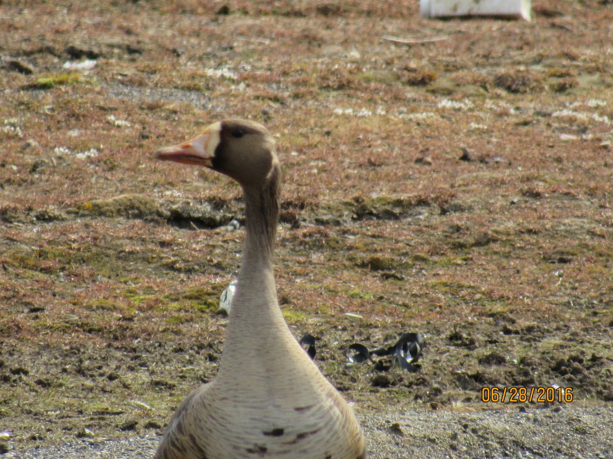Greater White-fronted Goose - ML35642321