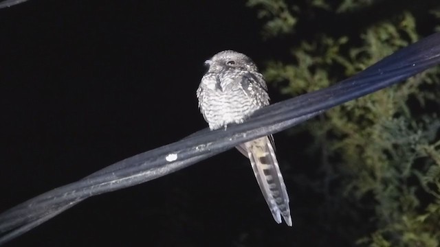 Scissor-tailed Nightjar - ML356423711