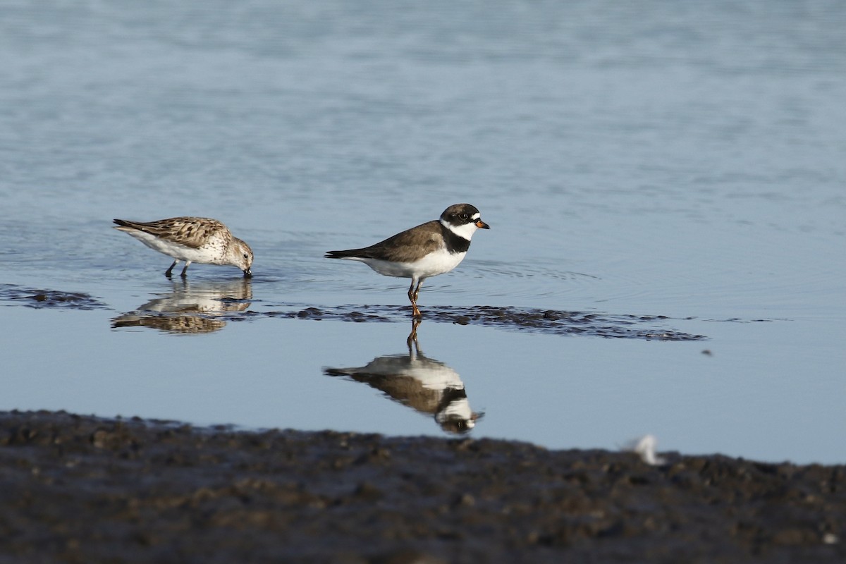 Semipalmated Plover - ML356423981