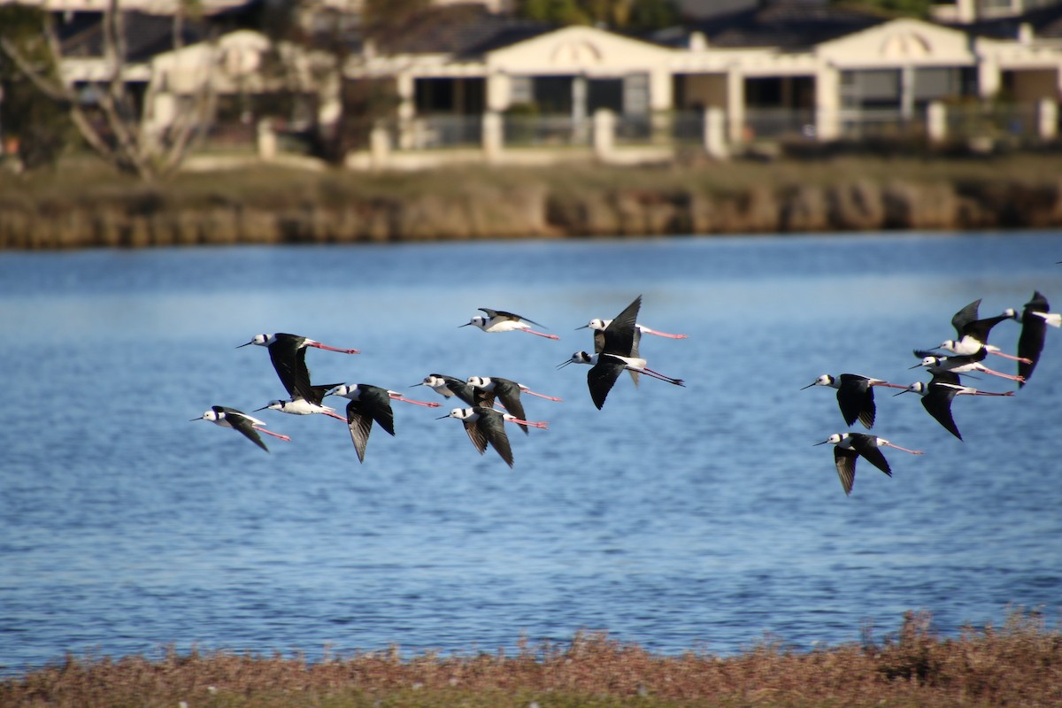 Pied Stilt - ML356424061