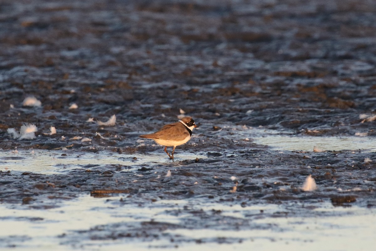 Semipalmated Plover - ML356424191