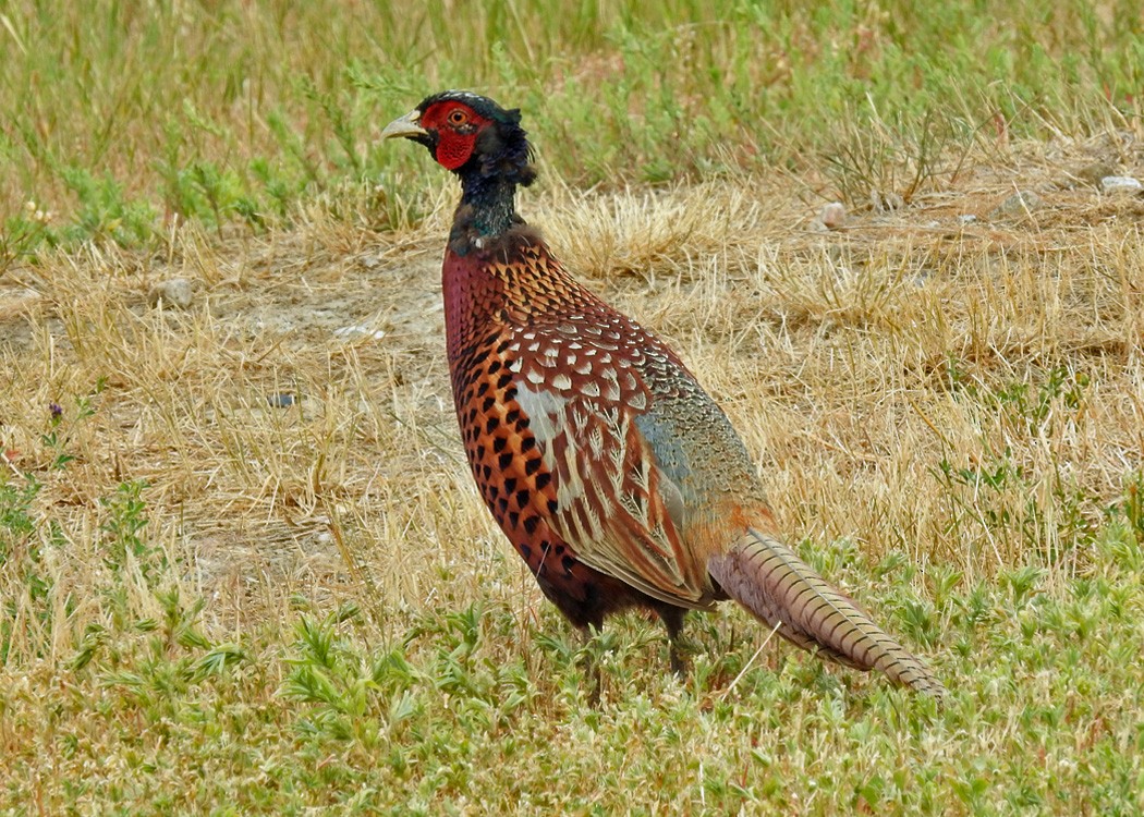 Ring-necked Pheasant - ML356424571