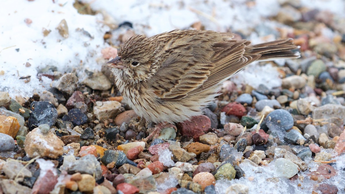 Vesper Sparrow - Ed Harper