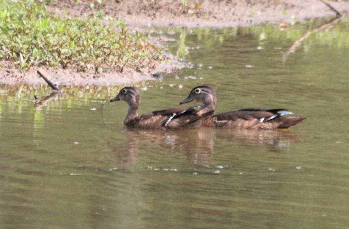 Wood Duck - cary koronas