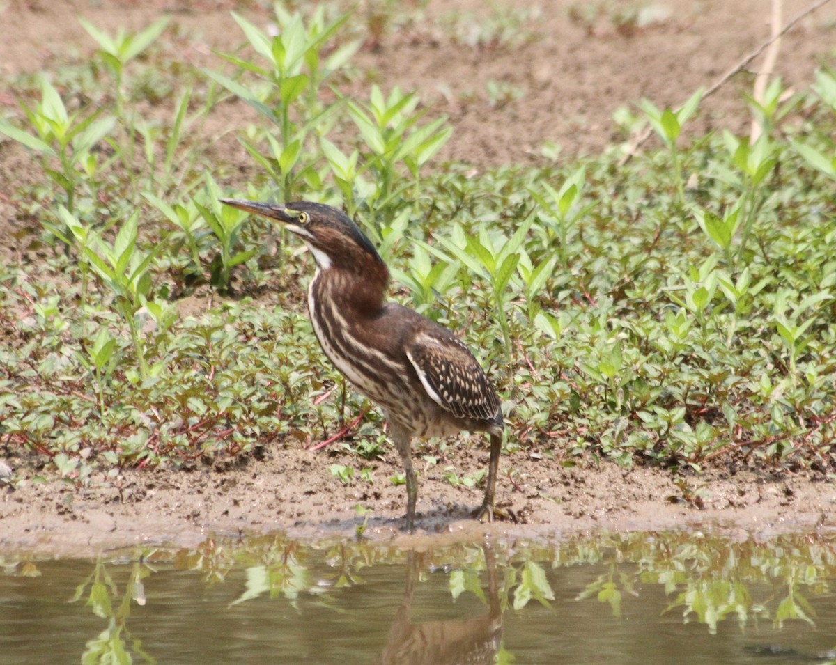 Green Heron - ML356427281