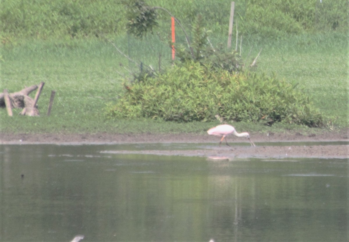 Roseate Spoonbill - cary koronas