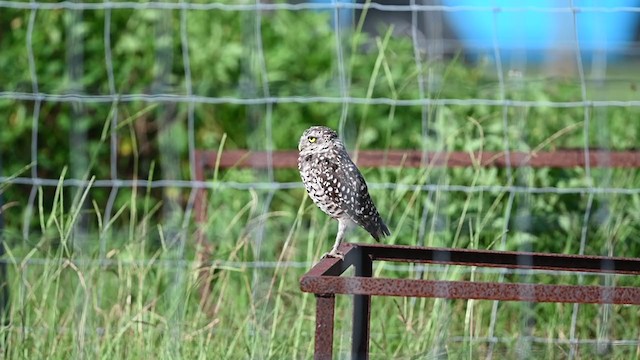 Burrowing Owl - ML356427461