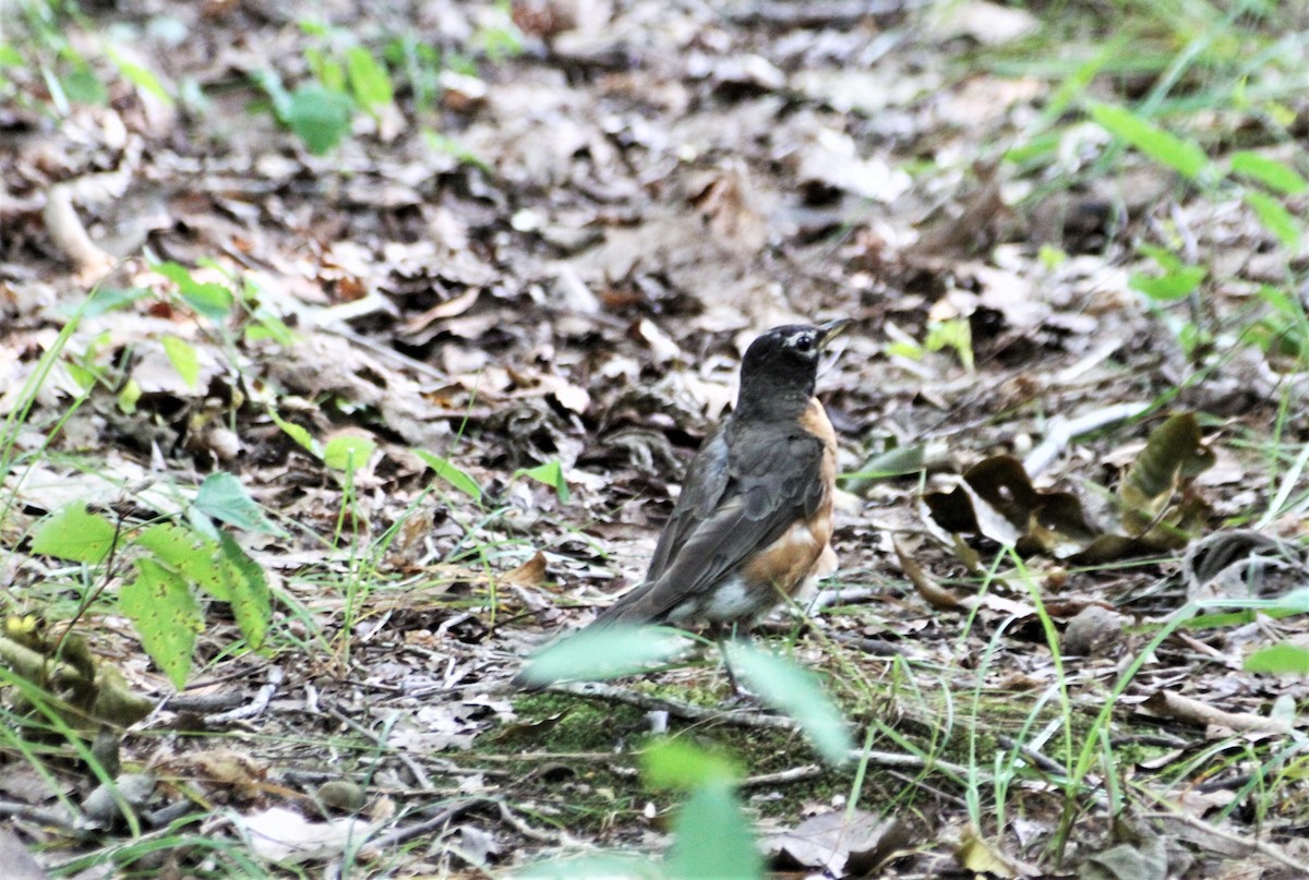 American Robin - ML356427611