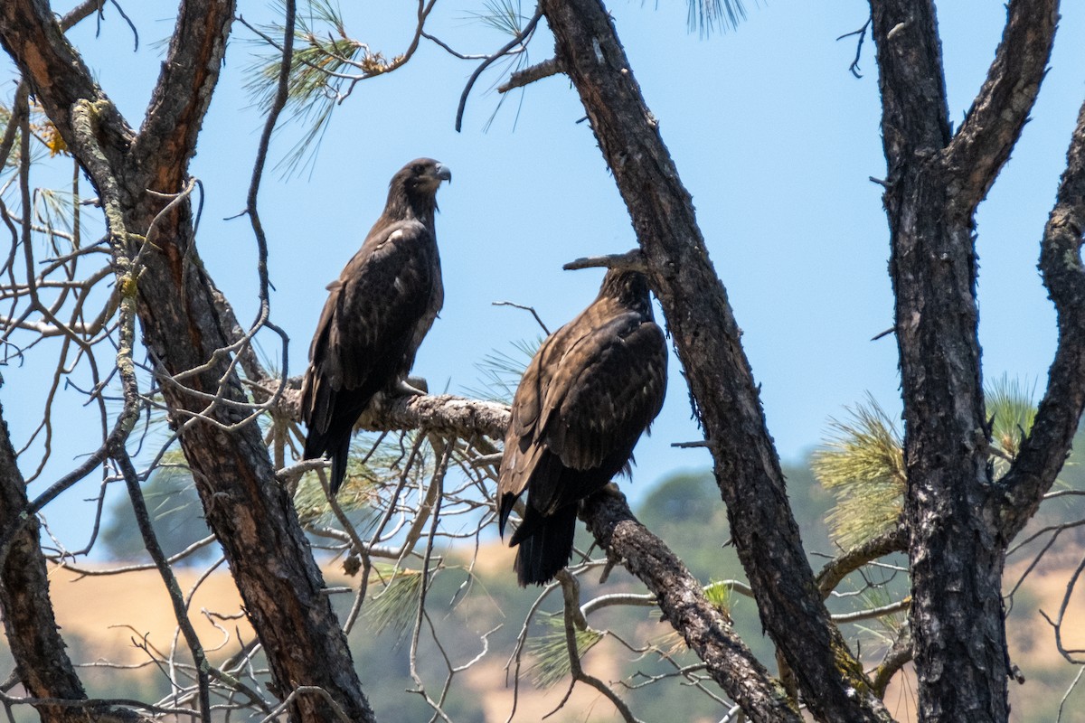 Bald Eagle - ML356428471