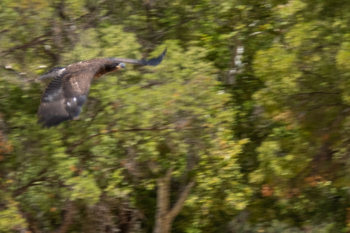 Bald Eagle - Isabelle Reddy