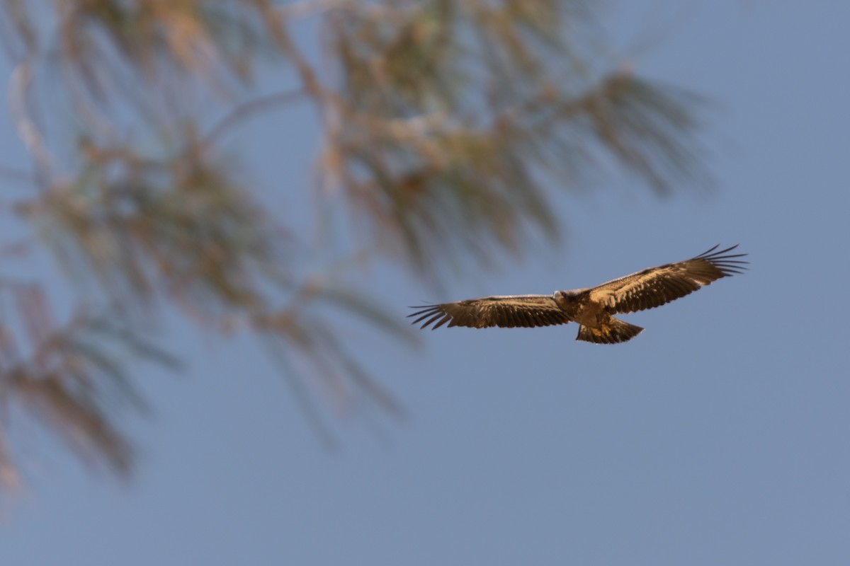 Bald Eagle - ML356428791