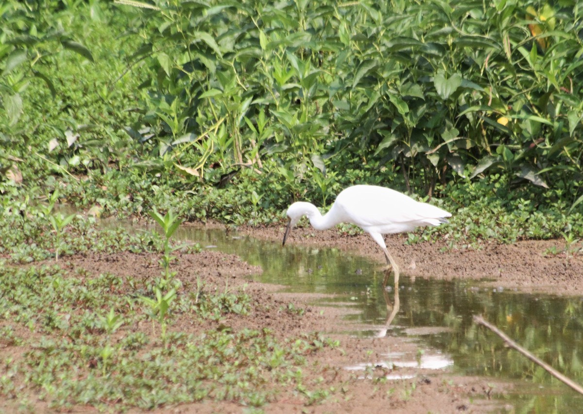 Little Blue Heron - cary koronas