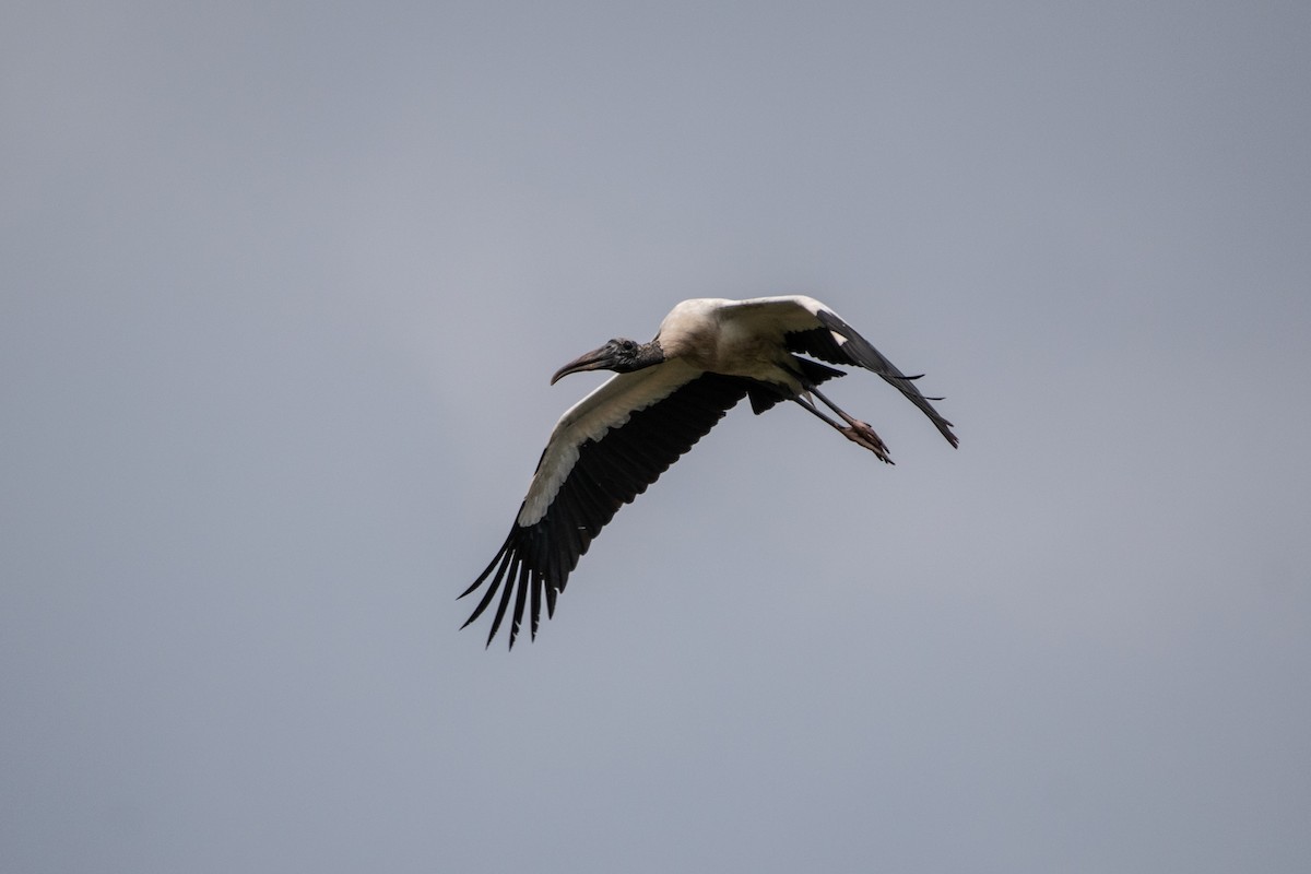 Wood Stork - ML356429731