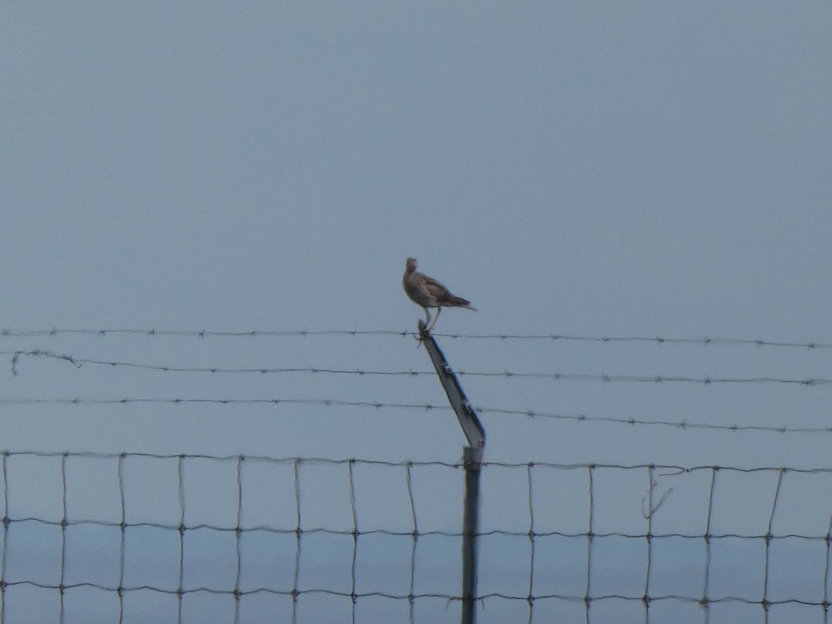 Upland Sandpiper - ML356430031
