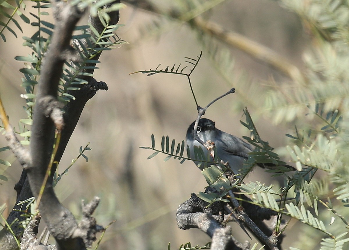 Black-tailed Gnatcatcher - ML35643031