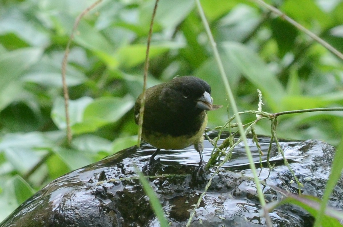 Yellow-bellied Seedeater - Nikolaj Mølgaard Thomsen