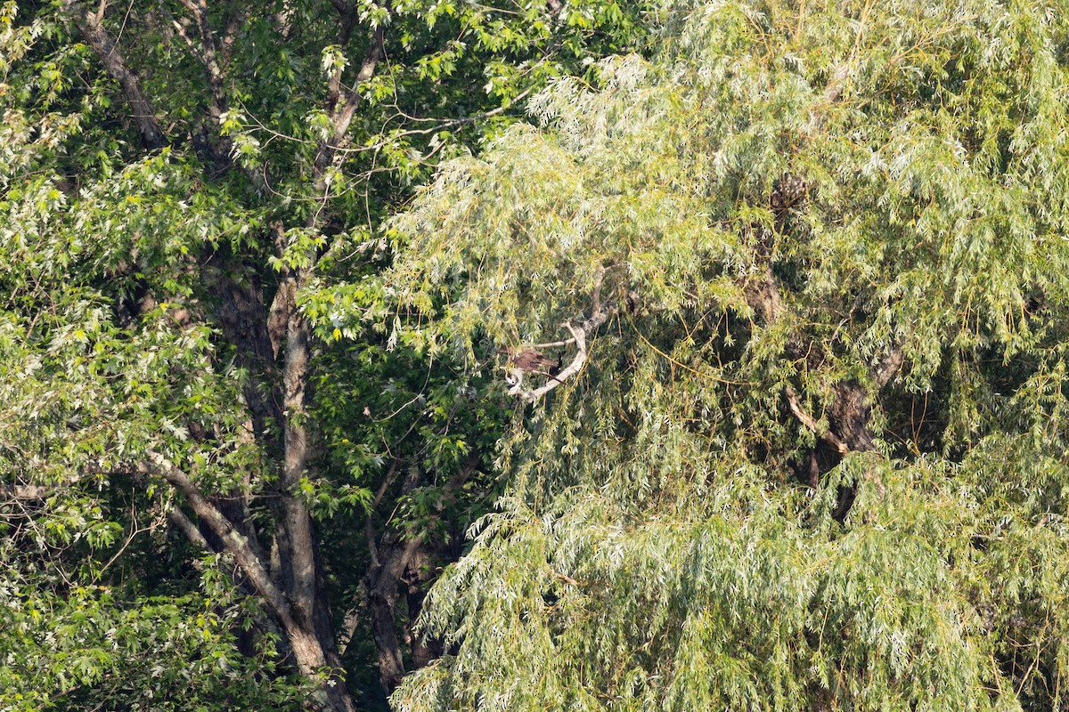 Balbuzard pêcheur - ML356431431