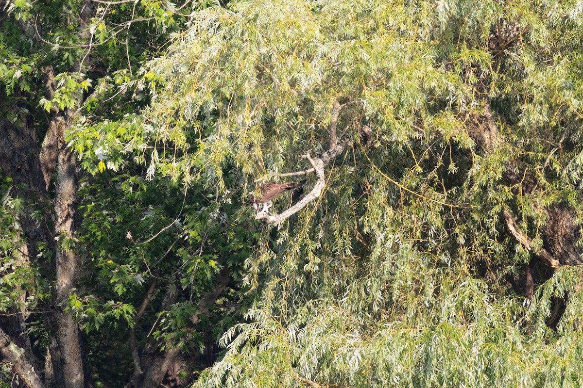 Balbuzard pêcheur - ML356431441