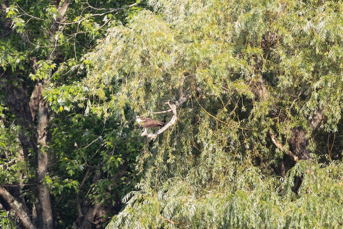 Balbuzard pêcheur - ML356431451