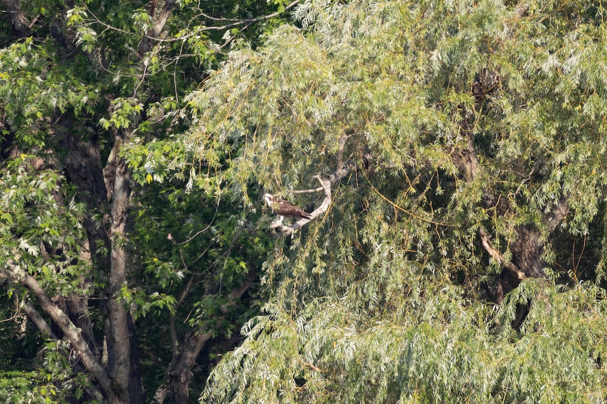 Balbuzard pêcheur - ML356431471