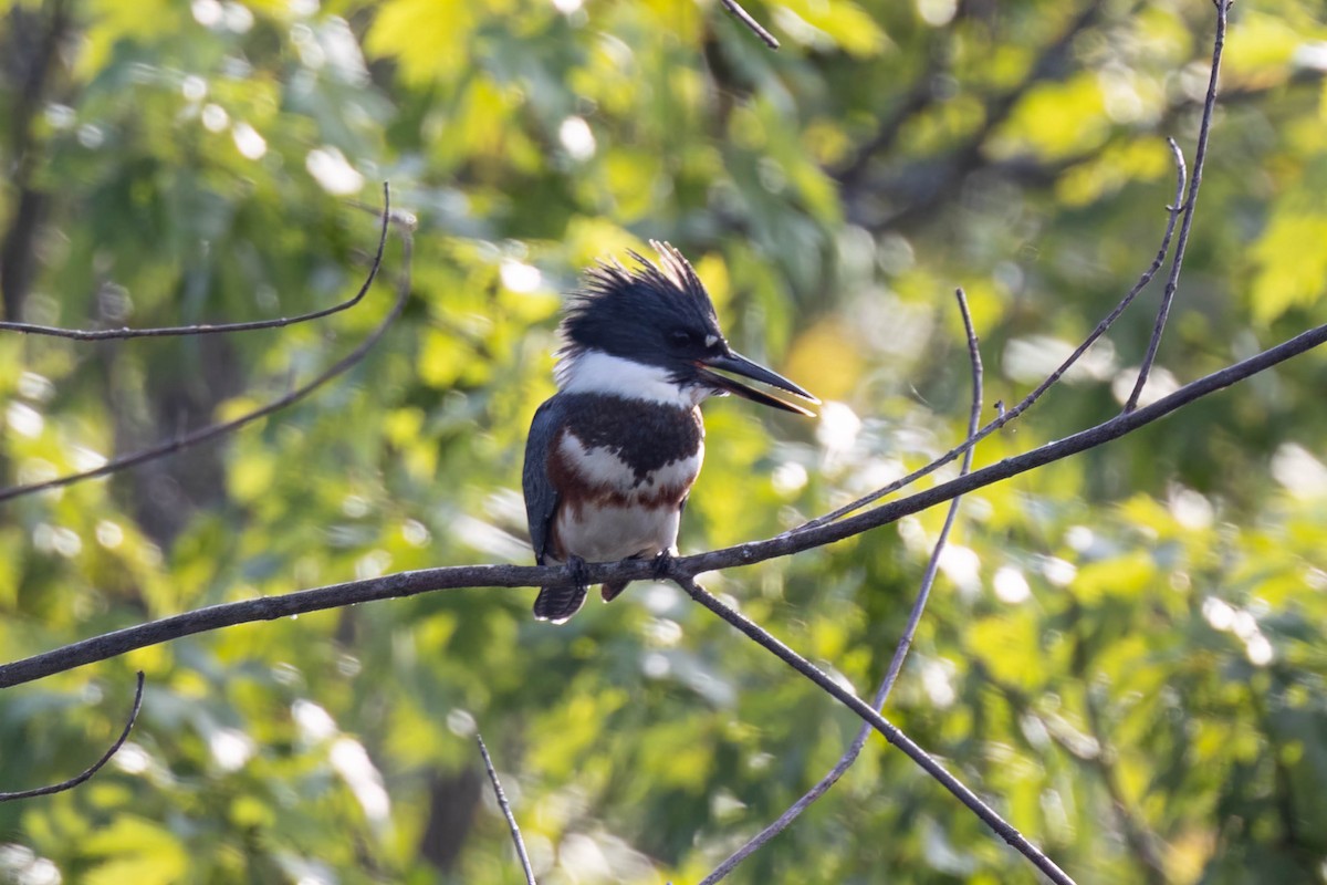 Belted Kingfisher - ML356431571