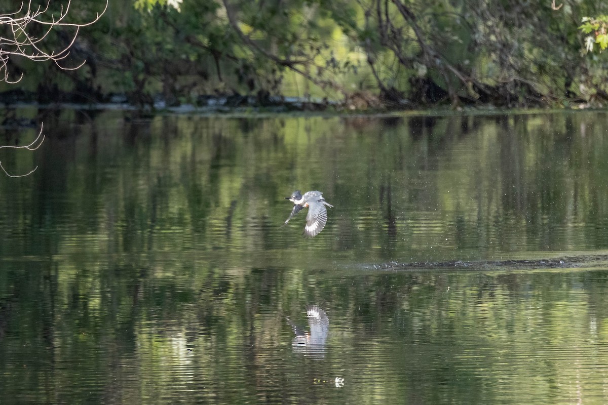 Belted Kingfisher - ML356431581