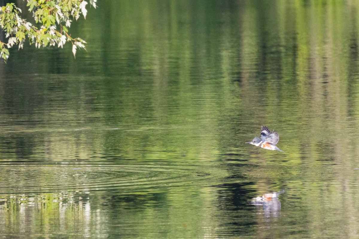 Belted Kingfisher - ML356431591