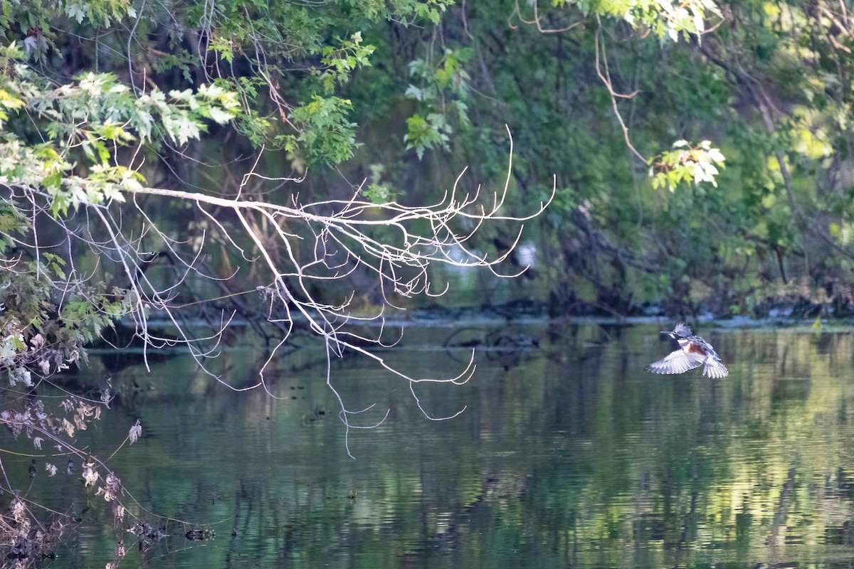 Belted Kingfisher - ML356431601