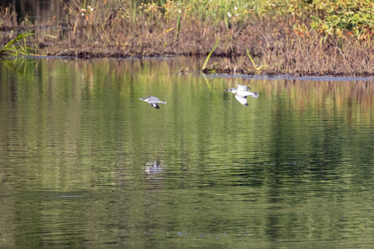 Belted Kingfisher - ML356431611