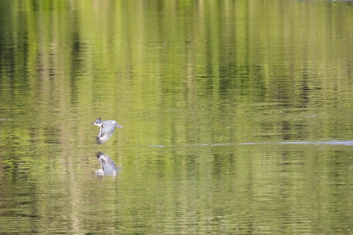 Belted Kingfisher - ML356431621