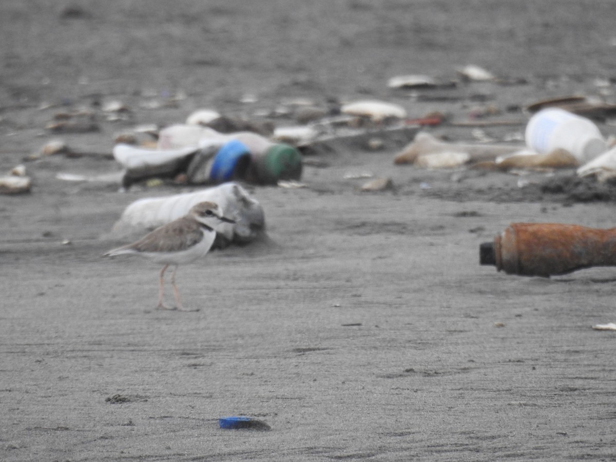 Collared Plover - ML356432061