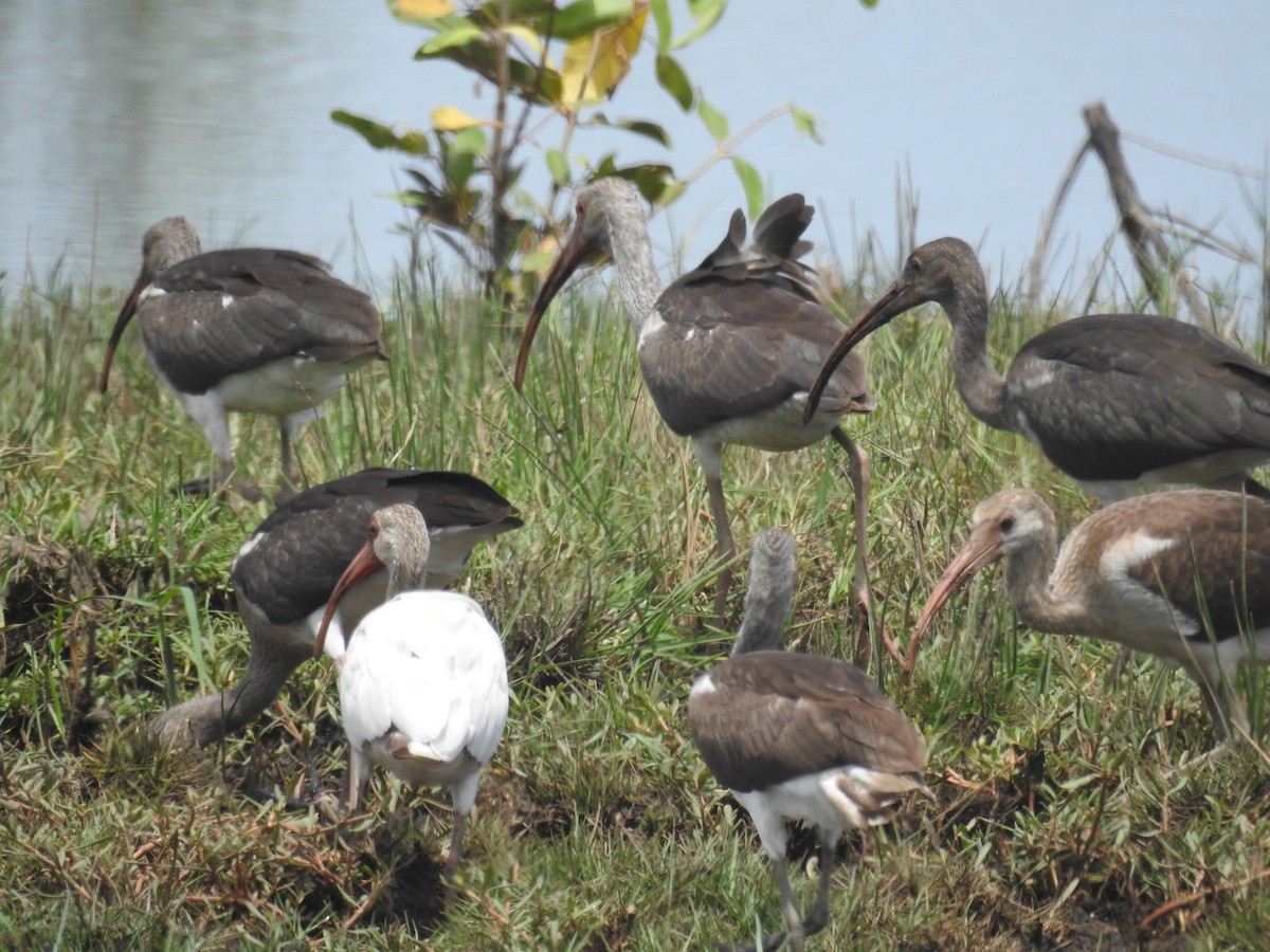 White Ibis - ML356432101