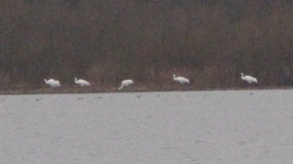 Whooping Crane - ML35643231