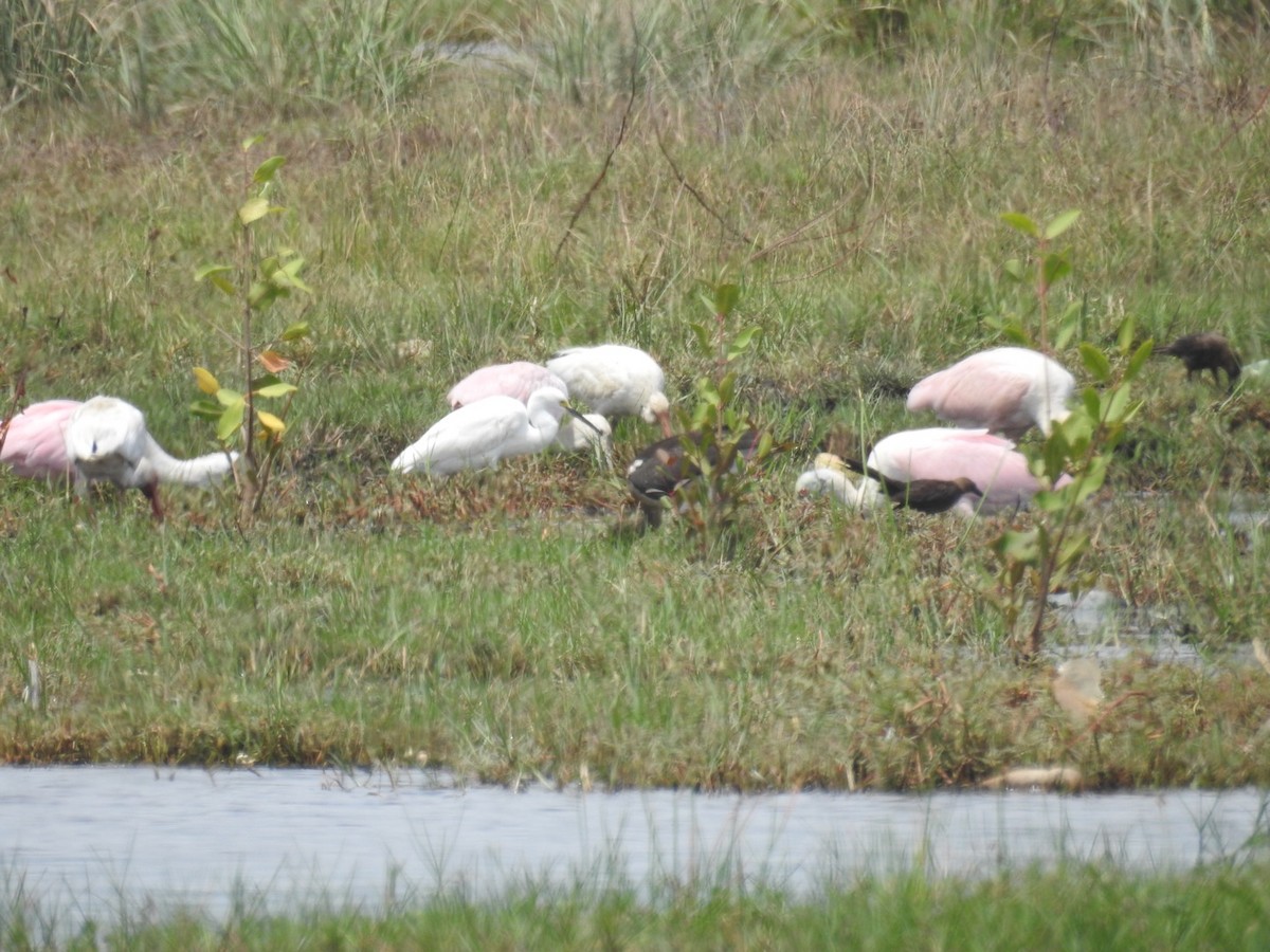 Roseate Spoonbill - ML356432551