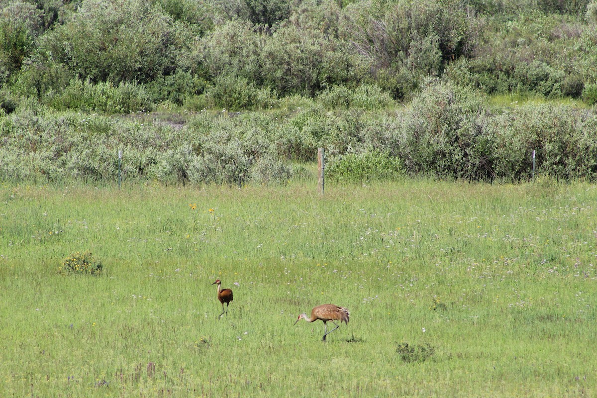 Sandhill Crane - Holly Annala