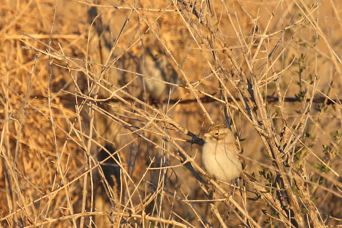 Brewer's Sparrow - ML35643601