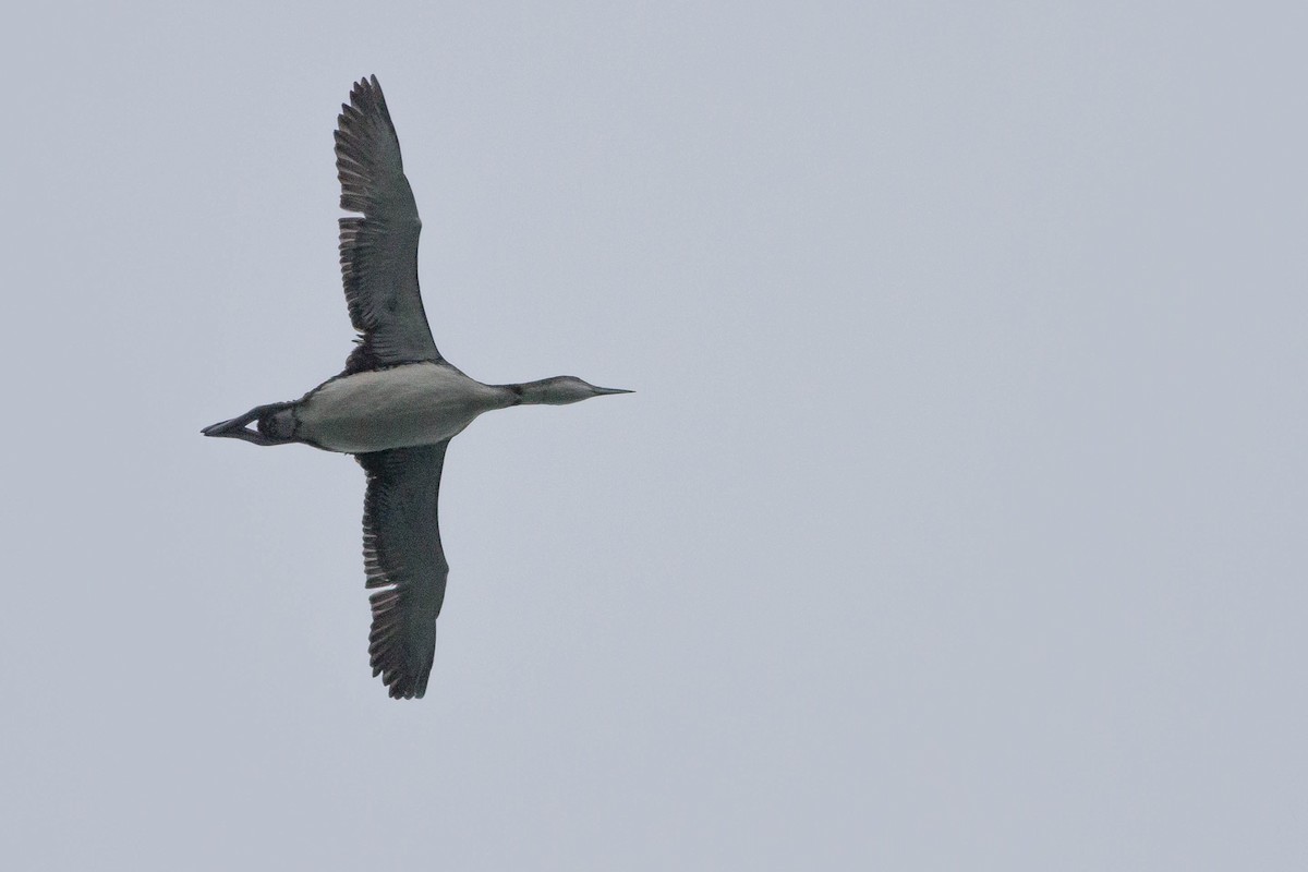Common Loon - ML356436711