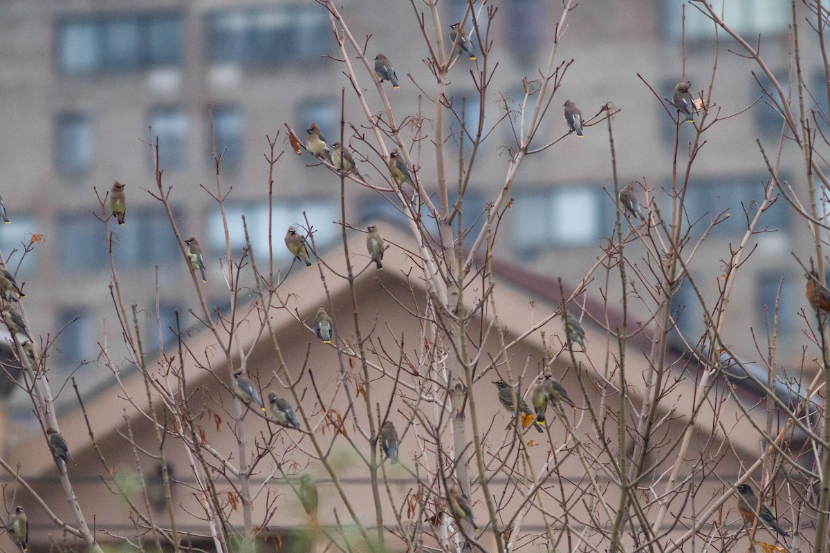 Cedar Waxwing - ML356436791