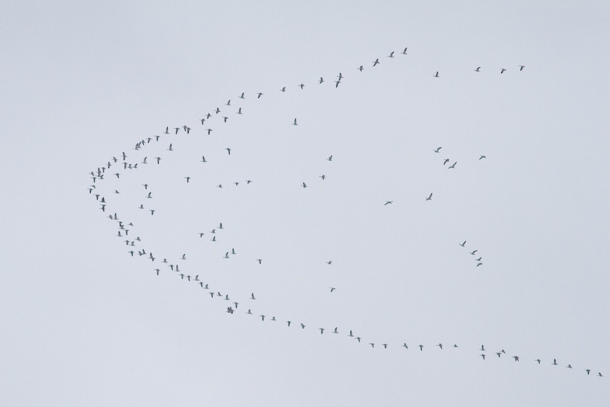 Snow Goose - ML356436841