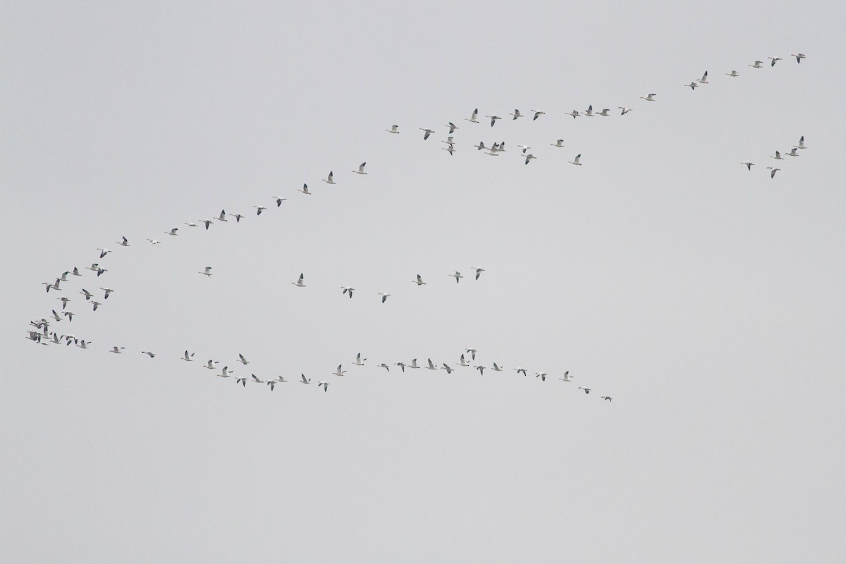 Snow Goose - ML356436851