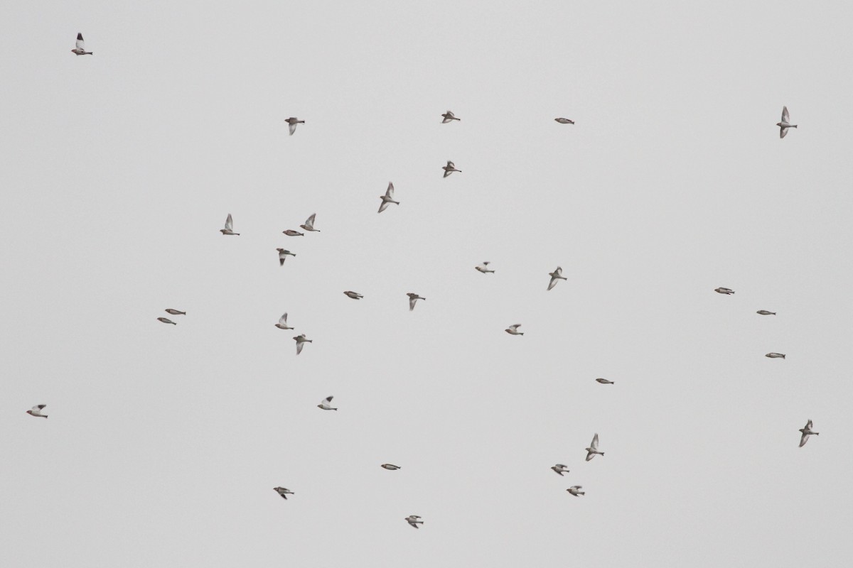 Snow Bunting - ML356436881