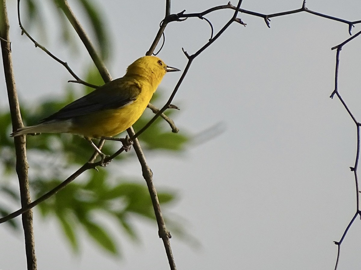 plommeparula - ML356436911