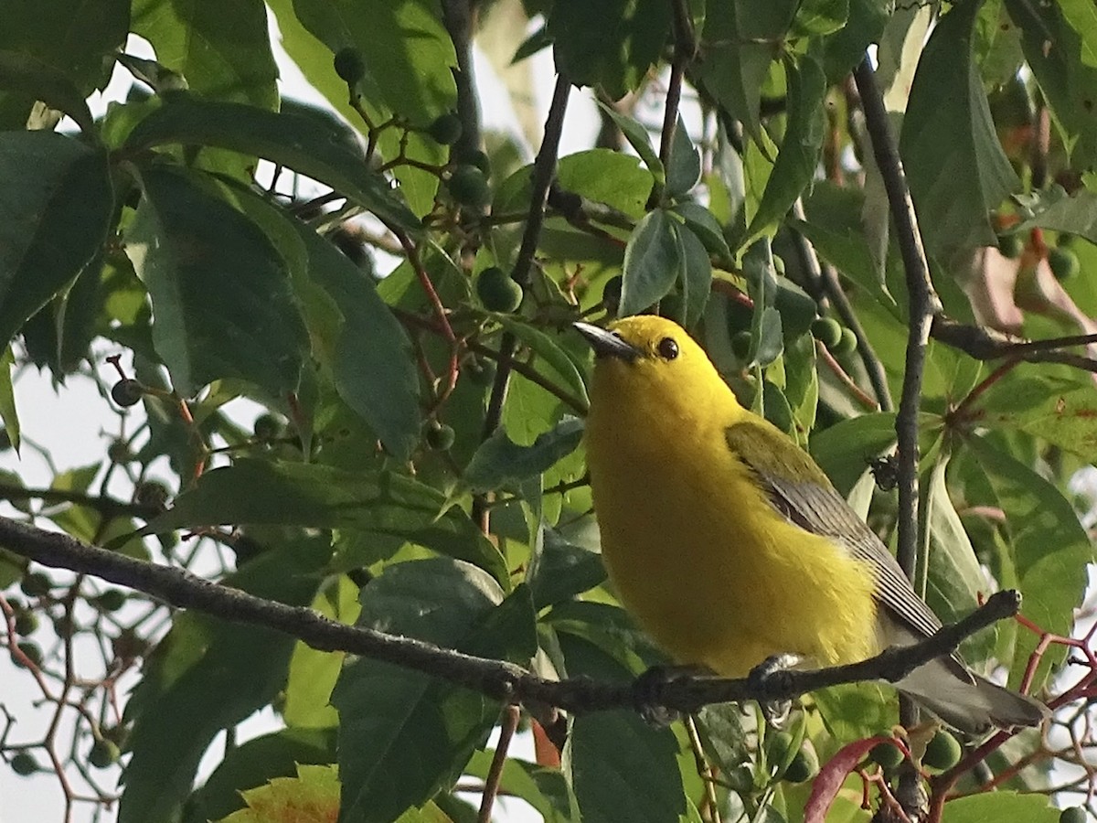 plommeparula - ML356436951