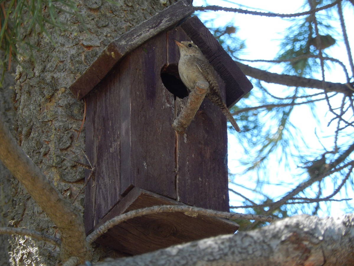 House Wren - ML356437071