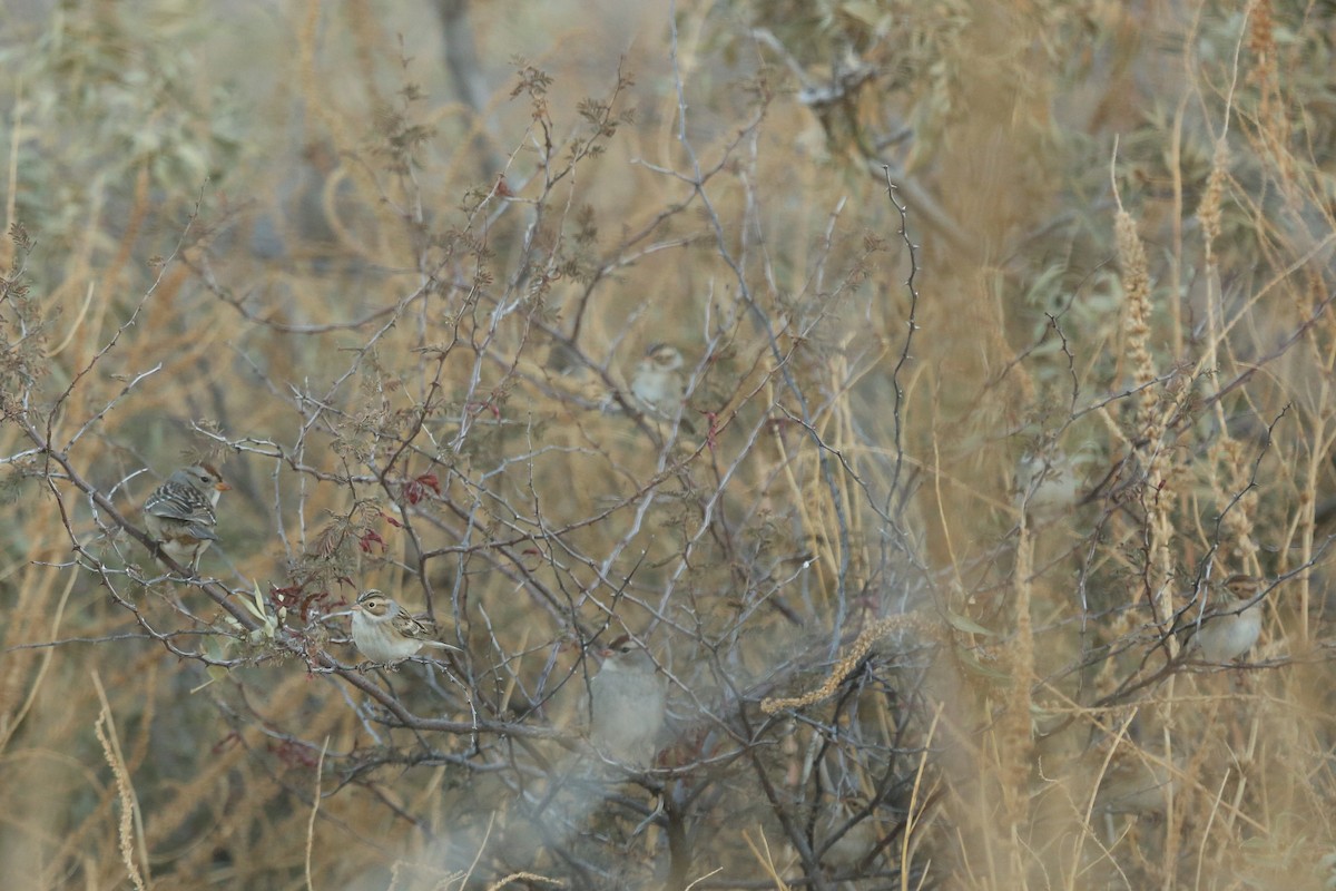 Clay-colored Sparrow - Tim Lenz