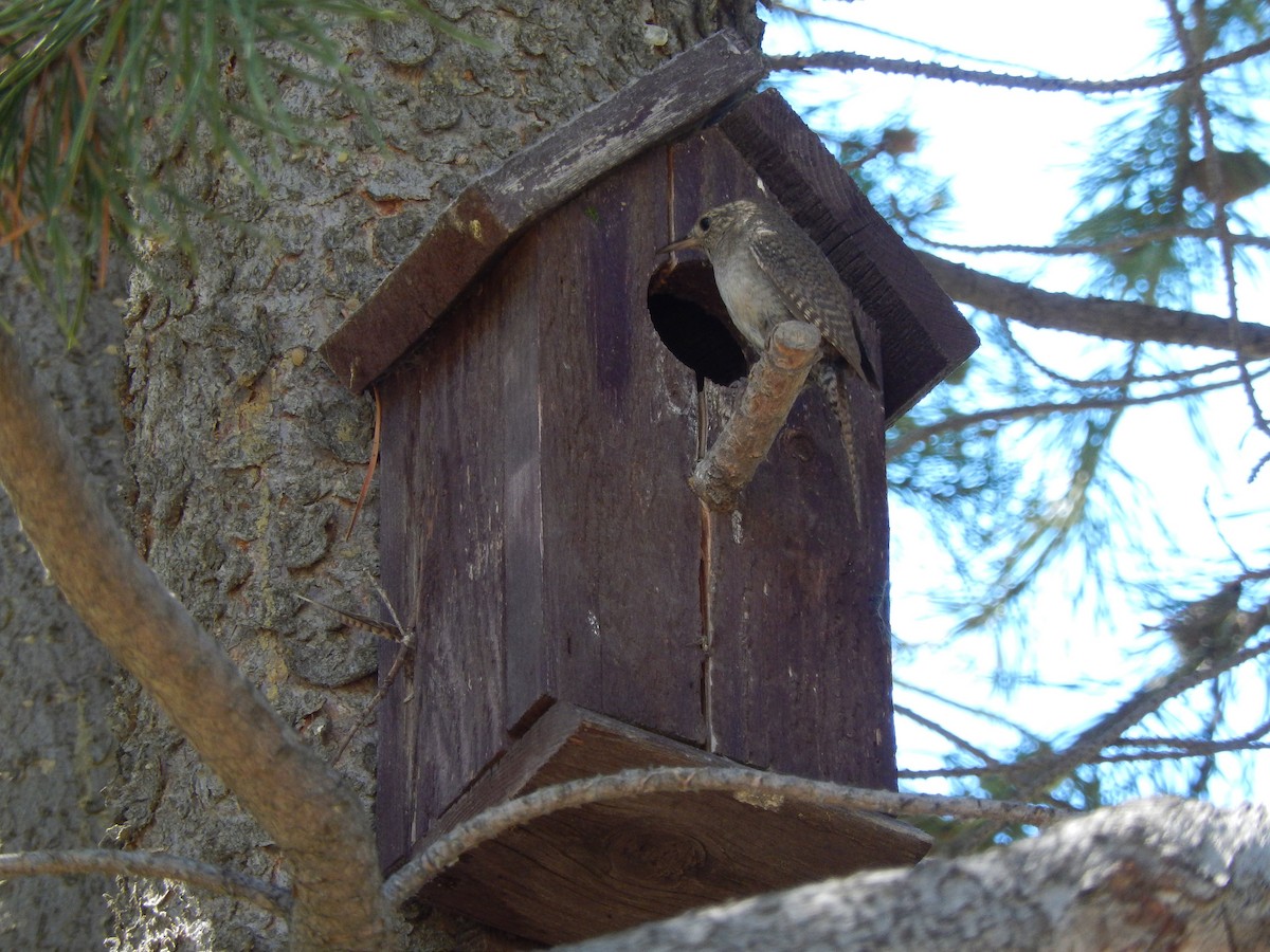 House Wren - ML356437121